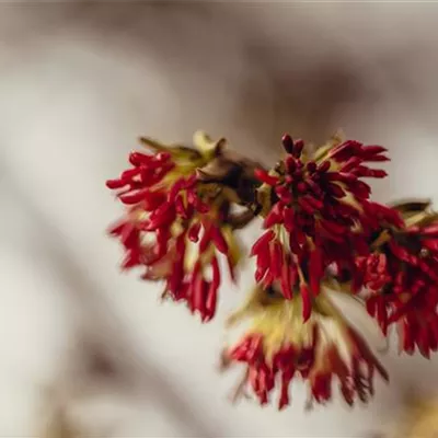 Sol Baum mehrst 6xv mDb 200-300 x 600- 700 - Eisenbaum - Parrotia persica - Collection