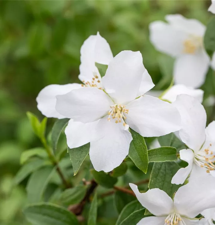 Gartenjasmin 'Dame Blanche' - Philadelphus 'Dame Blanche' - Collection