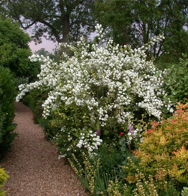 Gefüllter Gartenjasmin - Philadelphus 'Virginal' - Collection