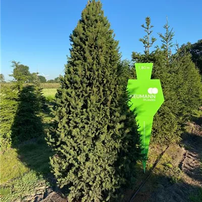 Sol 5xv mDb 250- 275 - Säulenfichte - Picea abies 'Columnaris' - Collection