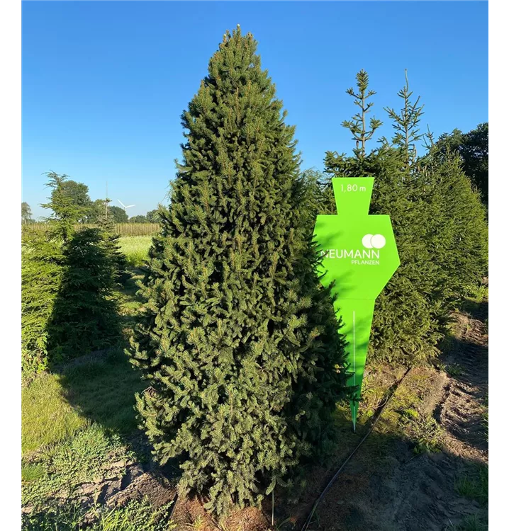Säulenfichte - Picea abies 'Columnaris' - Collection