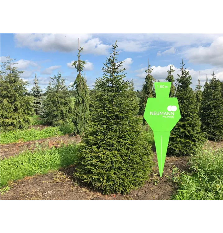 Kaukasusfichte,Sapindus-Fichte - Picea orientalis - Collection