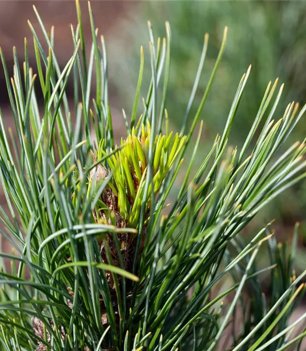 Pinus cembra - Collection