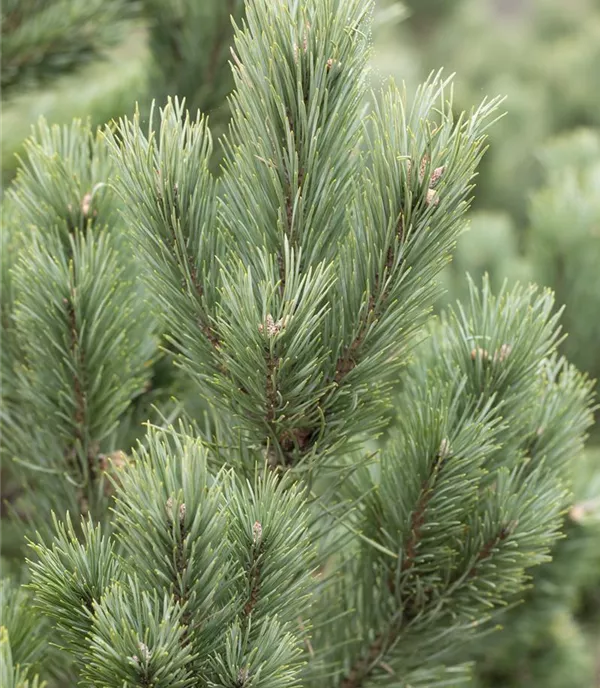 Pinus cembra 'Glauca' - Collection