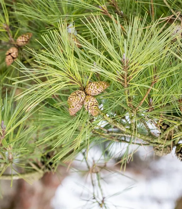 Pinus densiflora 'Pumila' - Collection