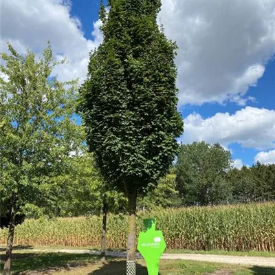 Sol Baum 6xv mDb 300-400 x 500-700 60- 70 - Feldahorn - Acer campestre - Collection