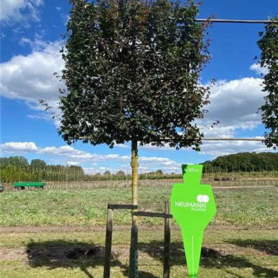 Spalier Sol Baum 5xv mDb 25- 30 - Feldahorn - Acer campestre - Collection