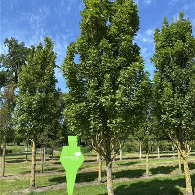 Sol Baum 5xv mDb 100-150 x 500-700 30- 35 - Feldahorn 'Green Column' - Acer campestre 'Green Column' - Collection