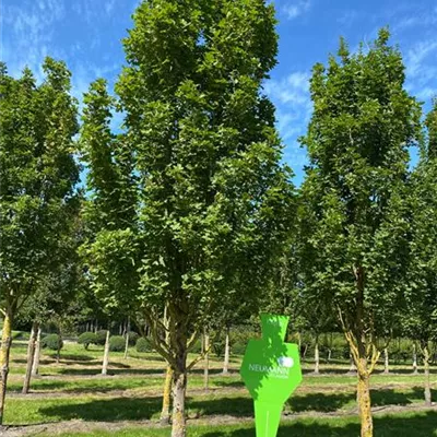 Sol Baum 5xv mDb 100-150 x 500-700 30- 35 - Feldahorn 'Green Column' - Acer campestre 'Green Column' - Collection