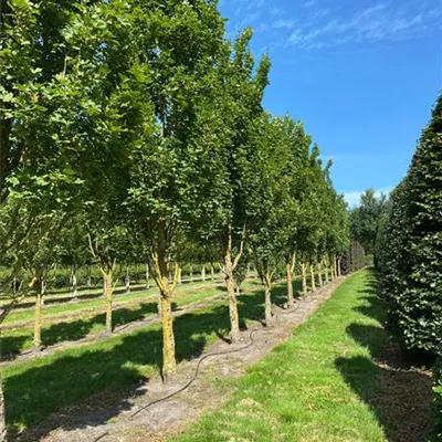 Sol Baum 5xv mDb 100-150 x 500-700 30- 35 - Feldahorn 'Green Column' - Acer campestre 'Green Column' - Collection