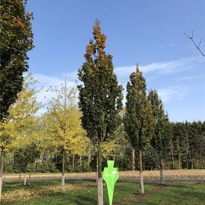 Sol Baum 6xv mDb 150-200 x 500-700 40- 45 - Feldahorn 'Green Column' - Acer campestre 'Green Column' - Collection