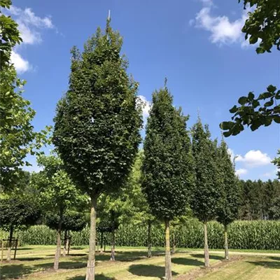 Sol Baum 6xv mDb 150-200 x 500-700 45- 50 - Feldahorn 'Green Column' - Acer campestre 'Green Column' - Collection