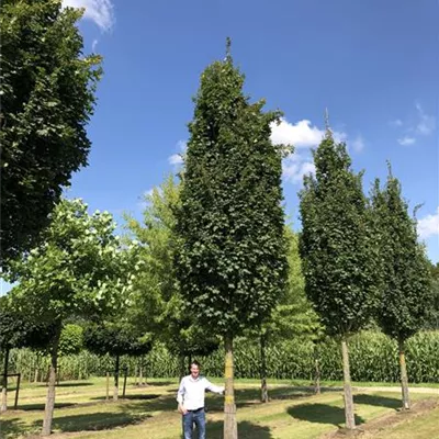 Sol Baum 6xv mDb 150-200 x 500-700 50- 60 - Feldahorn 'Green Column' - Acer campestre 'Green Column' - Collection