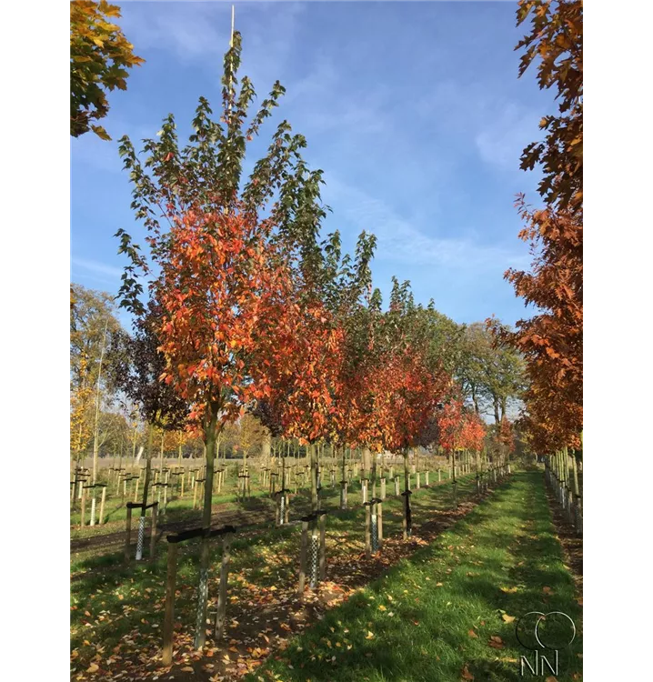 Ahorn 'Autumn Blaze' - Acer freemanii 'Autumn Blaze' - Collection
