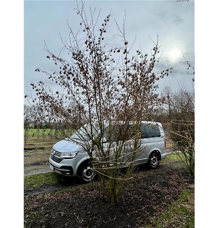 Feuerahorn - Acer ginnala - Collection