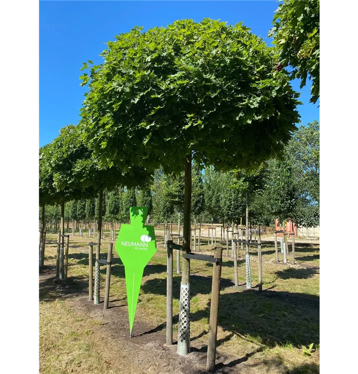 Kugelahorn 'Globosum' - Acer platanoides 'Globosum' - Collection