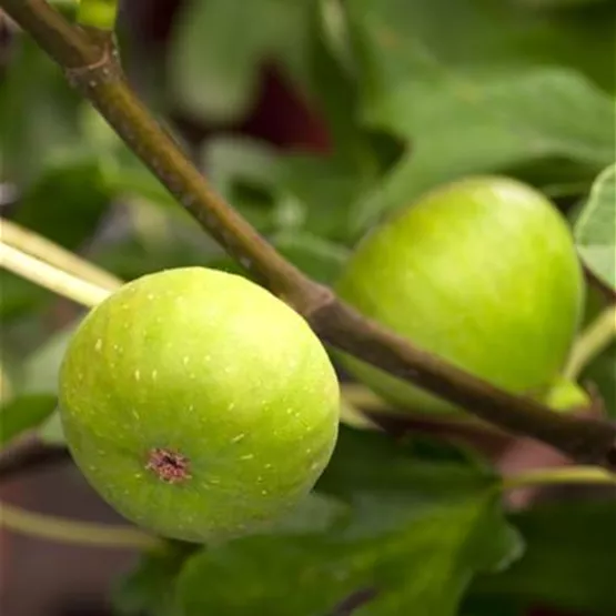 Feigenbaum kaufen - Ficus carica aus der Baumschule