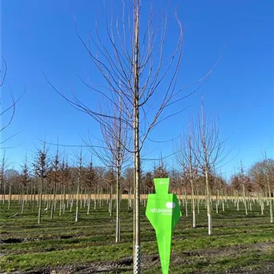 Sol Baum 4xv mDb 150-200 x 400-500 20- 25 - Schmalkroniger Rotahorn 'Armstrong' - Acer rubrum 'Armstrong' - Collection