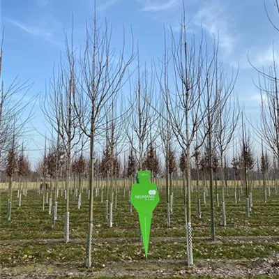 Sol Baum 4xv mDb 150-200 x 400-500 20- 25 - Schmalkroniger Rotahorn 'Armstrong' - Acer rubrum 'Armstrong' - Collection