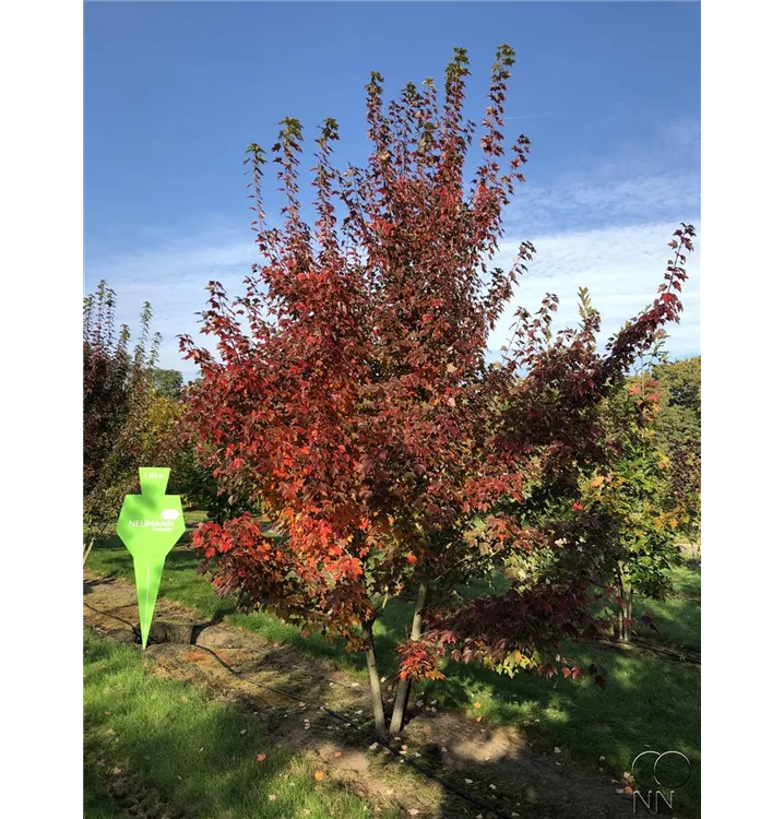 Rotahorn 'October Glory' - Acer rubrum 'October Glory' - Collection