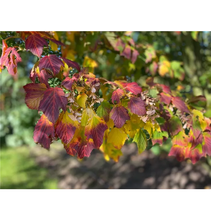 Rostbartahorn - Acer rufinerve - Collection