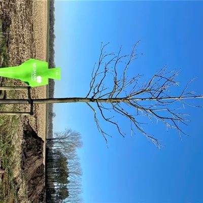 Sol Baum 5xv mDb 200-300 x 400-500 35- 40 - Scharlachkastanie - Aesculus carnea 'Briotii' - Collection