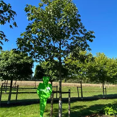 Sol Baum 5xv mDb 200-300 x 400-500 35- 40 - Scharlachkastanie - Aesculus carnea 'Briotii' - Collection