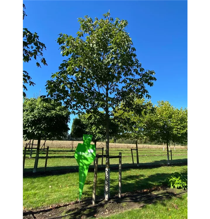 Scharlachkastanie - Aesculus carnea 'Briotii' - Collection
