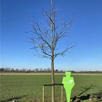 Sol Baum 5xv mDb 200-300 x 400-500 35- 40 - Scharlachkastanie - Aesculus carnea 'Briotii' - Collection