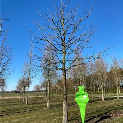 Sol Baum 6xv mDb 300-400 x 500-700 45- 50 - Scharlachkastanie - Aesculus carnea 'Briotii' - Collection