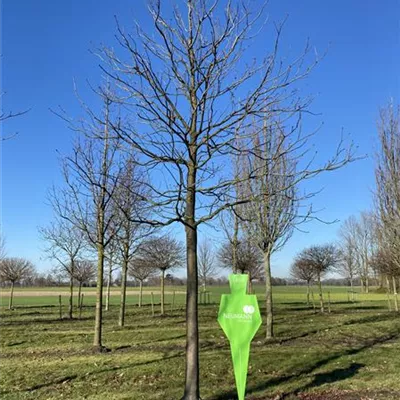 Sol Baum 6xv mDb 300-400 x 500-700 50- 60 - Scharlachkastanie - Aesculus carnea 'Briotii' - Collection