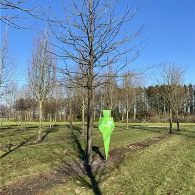 Sol Baum 6xv mDb 300-400 x 500-700 50- 60 - Scharlachkastanie - Aesculus carnea 'Briotii' - Collection