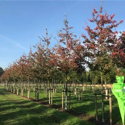 Sol Baum 5xv mDb Krbr. 100-150 20- 25 - Felsenbirne 'Ballerina' - Amelanchier 'Ballerina' - Collection