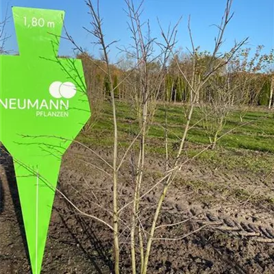 Sol 3xv mDb 175- 200 - Kupfer-Felsenbirne - Amelanchier lamarckii - Collection