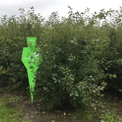 Sol 3xv mDb 200- 250 - Kupfer-Felsenbirne - Amelanchier lamarckii - Collection