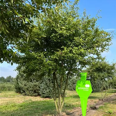 Schirm 7xv mDb 300-400 x 350- 400 - Kupfer-Felsenbirne - Amelanchier lamarckii - Collection