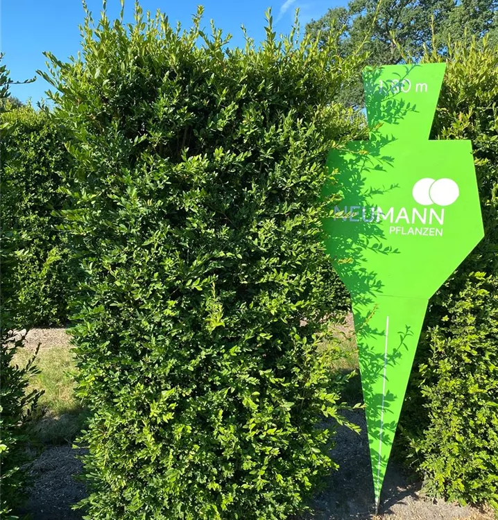 Buchsbaum - Buxus sempervirens 'Raket' - Collection