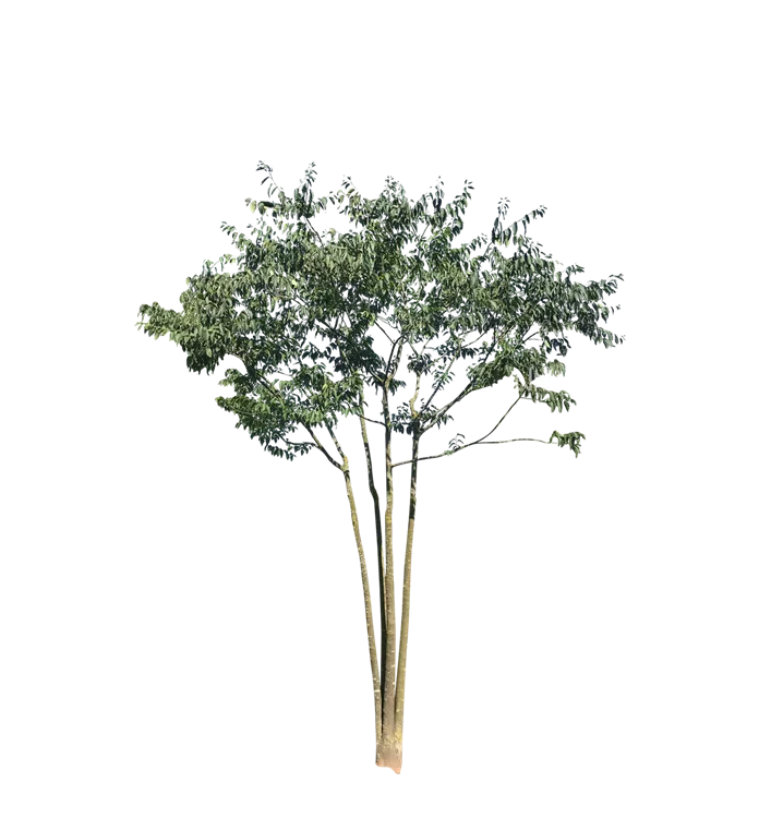 Südlicher Zürgelbaum - Celtis australis - Collection