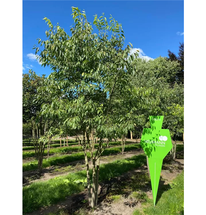 Südlicher Zürgelbaum - Celtis australis - Collection