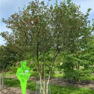 Schirm 6xv mDb 200-300 x 300- 350 - Apfeldorn - Crataegus lavallei 'Carrierei' - Collection