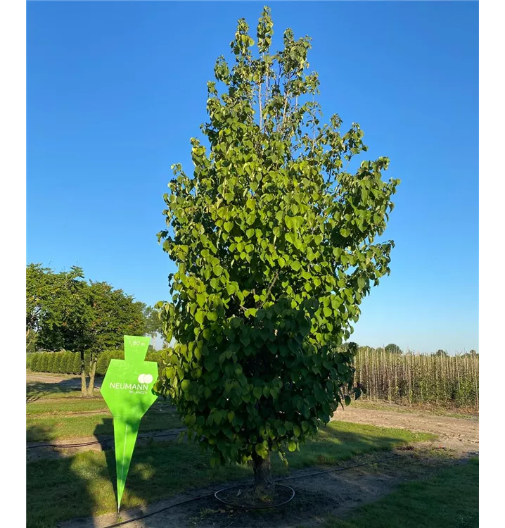 Taubenbaum - Davidia involucrata vilmoriniana - Collection