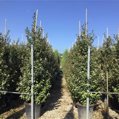C55 175-200 - Wintergrüne Ölweide - Elaeagnus x ebbingei - Collection