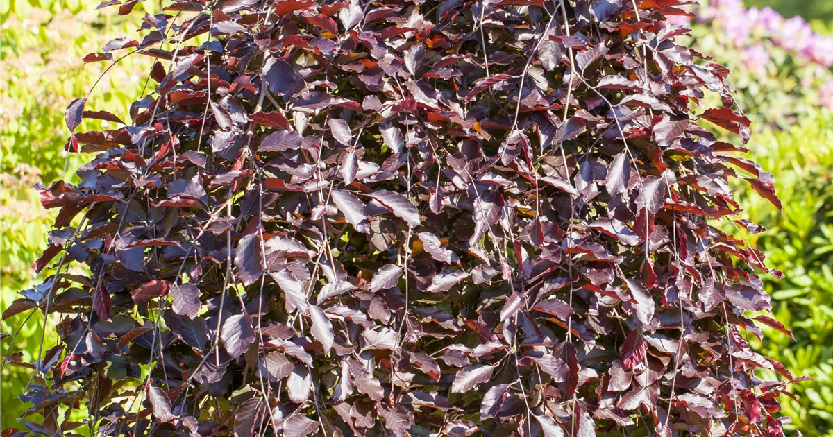 kaktus gröningen Kaktus Green – Ansugifts main image 0