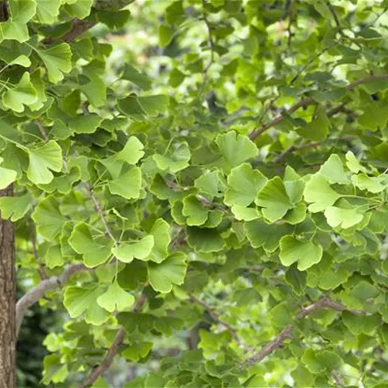 Ginkgo biloba kaufen - fächerförmige Blätter des Urzeitbaums Ginkgo biloba kaufen - fächerförmige Blätter des Urzeitbaums