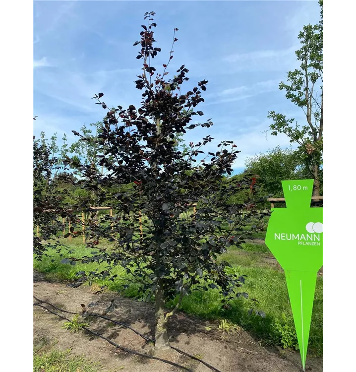 Blutbuche 'Swat Magret' - Fagus sylvatica 'Swat Magret' - Collection