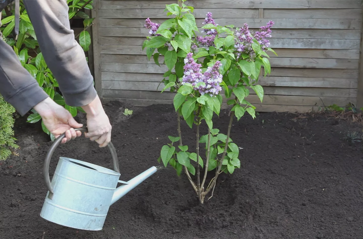 Flieder - Einpflanzen im Garten