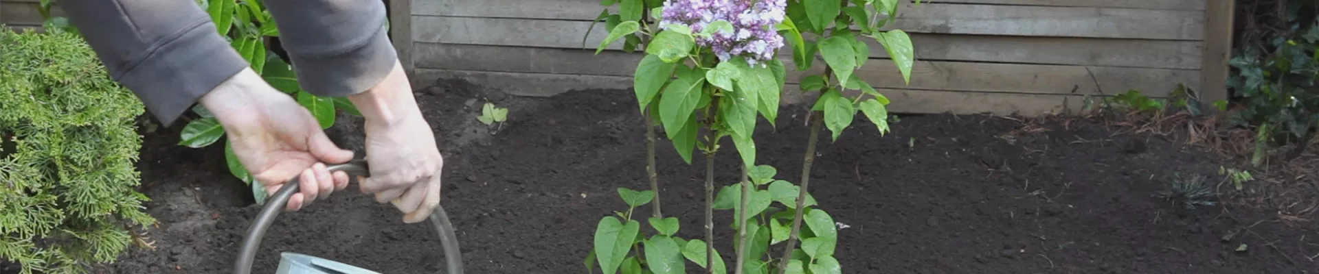 Flieder - Einpflanzen im Garten (thumbnail)