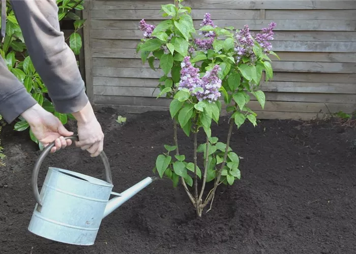 Flieder - Einpflanzen im Garten