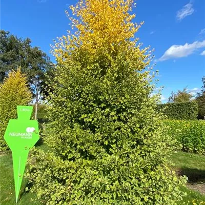 Sol 4xv mDb 350- 400 - Fächerblattbaum - Ginkgo biloba - Collection