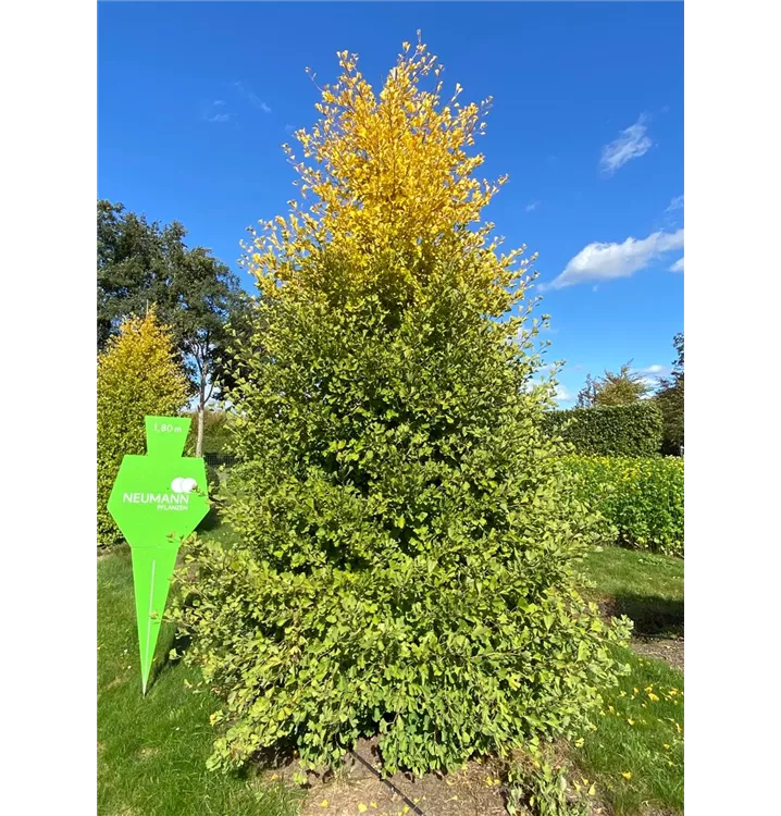Fächerblattbaum - Ginkgo biloba - Collection